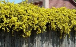Carolina Yellow Jasmine (Jessamine) Gelsemium Sempervirens - 2 Gallon Pot -Wilson Bros Gardens Shop Picture Jasmine Carolina On Fence 2