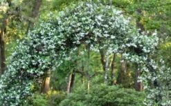 Confederate Jasmine Vine (Trachelospermum Jasminoides) - 3 Gallon Pot -Wilson Bros Gardens Shop Picture Jasmine Confederate On Arch 2
