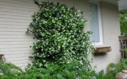 Confederate Jasmine Vine (Trachelospermum Jasminoides) - 3 Gallon Pot -Wilson Bros Gardens Shop Picture Jasmine Confederate On Trellis 2