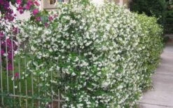 Confederate Jasmine Vine (Trachelospermum Jasminoides) - 1 Gallon Pot -Wilson Bros Gardens Shop Picture Jasmine Confederate Vine 1 1