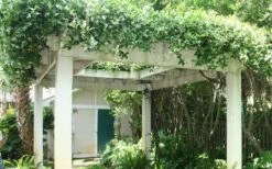 Confederate Jasmine Vine (Trachelospermum Jasminoides) - 3 Gallon Pot -Wilson Bros Gardens Shop Picture Jasmine Confederate Vine 2 2