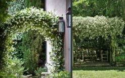 Madison Confederate Jasmine - 6 Pack Of 1 Gallon Pots -Wilson Bros Gardens Shop Picture Jasmine Madison 3 3