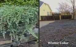 Blue Rug Juniper - 1 Gallon Pot -Wilson Bros Gardens Shop Picture Juniper Blue Rug Winter Color
