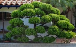 Hollywood Torulosa Juniper - 1 Gallon Pot -Wilson Bros Gardens Shop Picture Juniper Hollywood Pom pom 2 4