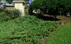 Parsons Juniper - Juniperus Davurica 'Parsonii' - 1 Gallon Pot -Wilson Bros Gardens Shop Picture Juniper Parsons Border 2 1