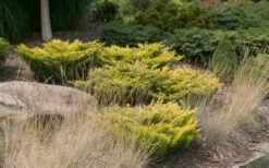 Limeglow Golden Andorra Compact Juniper - 3 Gallon Pot -Wilson Bros Gardens Shop Picture JuniperLimeglow