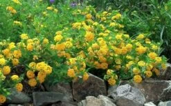 New Gold Hardy Lantana - 1 Gallon Pot -Wilson Bros Gardens Shop Picture Lantana Trailing New Gold 2 1