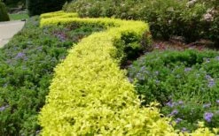 Sunshine Ligustrum - 7 Gallon Pot -Wilson Bros Gardens Shop Picture Ligustrum 20Sunshine Hedge