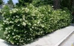 Wavy Leaf Ligustrum Recurvifolium - 1 Gallon Pot -Wilson Bros Gardens Shop Picture Ligustrum Wavy Leaf Hedge