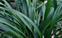 Big Blue Liriope - 6 Pack Of Pint Pots -Wilson Bros Gardens Shop Picture Liriope Big Blue 7