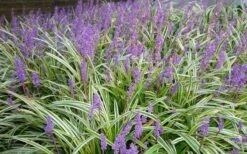 Variegated Liriope - Lilyturf - 36 Pack Of 3.5" Pint Pots -Wilson Bros Gardens Shop Picture Liriope Variegated 1 5