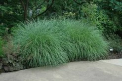 Little Kitten Dwarf Maiden Grass - Miscanthus Sinensis - 3 Gallon Pot -Wilson Bros Gardens Shop Picture Little Kitten Maiden Grass 2 1