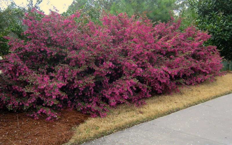 Plum Delight Loropetalum - Chinese Fringeflower - 3 Gallon Pot 5 Plum Delight Loropetalum - Chinese Fringeflower - 3 Gallon Pot - Image 5