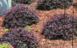 Purple Daydream Dwarf Loropetalum - 2 Gallon Pot -Wilson Bros Gardens Shop Picture Loropetalum Purple Daydream 3