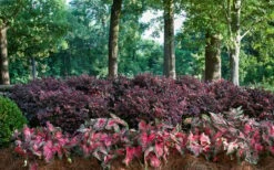 Purple Diamond Loropetalum - 5 Gallon Pot -Wilson Bros Gardens Shop Picture Loropetalum Purple Diamond Shrubs Background Hedge 4