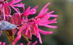 Purple Pixie Loropetalum - 3 Gallon Pot -Wilson Bros Gardens Shop Picture Loropetalum Purple Pixie Flower