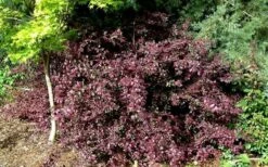 Red Diamond Loropetalum - 1 Gallon Pot -Wilson Bros Gardens Shop Picture LoropetalumRedDiamond 4