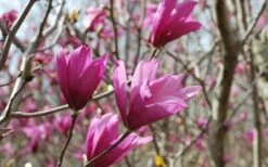Ann Magnolia Tulip Tree - 2 Gallon Pot 15 Ann Magnolia Tulip Tree - 2 Gallon Pot -Wilson Bros Gardens Shop Picture Magnolia Ann 1 2