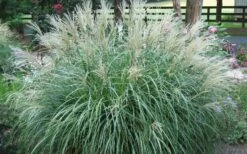 Adagio Dwarf Maiden Grass - Miscanthus Sinensis - 3 Gallon Pot -Wilson Bros Gardens Shop Picture Maiden Grass Adagio Dwarf 1