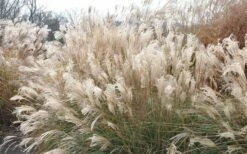 Adagio Dwarf Maiden Grass (Miscanthus Sinensis) - 6-Pack Of 1 Gallon Pots -Wilson Bros Gardens Shop Picture Maiden Grass Adagio Dwarf 2 2