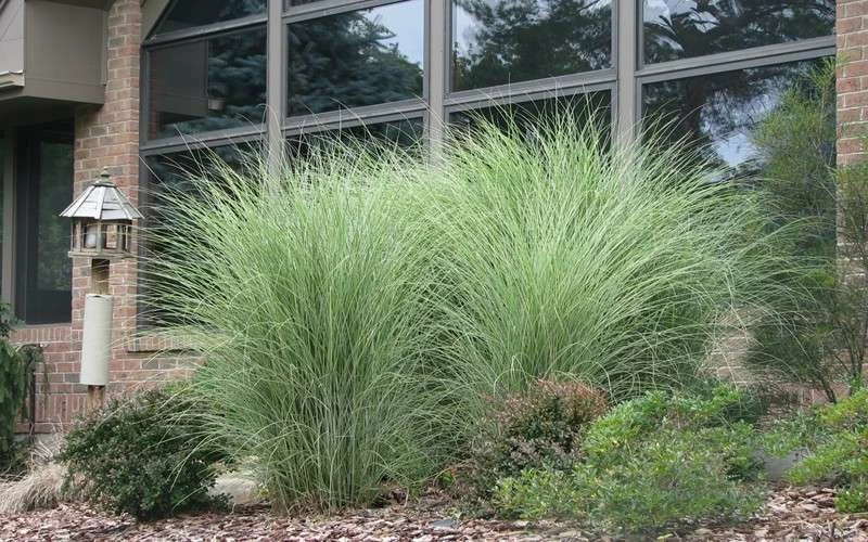 Maiden Grass - Miscanthus Sinensis 'Gracillimus' - 6 Pack Of 1 Gallon Pots 5 Maiden Grass - Miscanthus Sinensis 'Gracillimus' - 6 Pack Of 1 Gallon Pots - Image 5