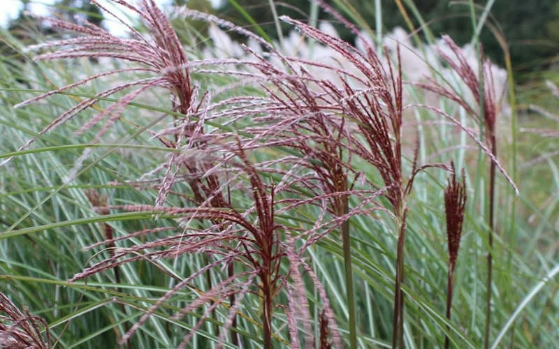 Maiden Grass - Miscanthus Sinensis 'Gracillimus' - 6 Pack Of 1 Gallon Pots 8 Maiden Grass - Miscanthus Sinensis 'Gracillimus' - 6 Pack Of 1 Gallon Pots - Image 8