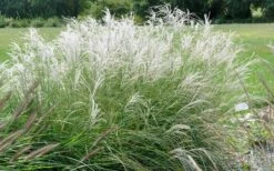 Little Kitten Dwarf Maiden Grass - Miscanthus Sinensis - 2 Gallon Pot -Wilson Bros Gardens Shop Picture Miscanthus Little Kitten 2 3