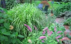Little Zebra Grass - Miscanthus - 1 Gallon Pot -Wilson Bros Gardens Shop Picture Miscanthus Little Zebra 3 2