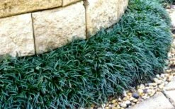 Dwarf Mondo Grass - 36 Pack Of 3.5" Pint Pots -Wilson Bros Gardens Shop Picture Mondo Grass Dwarf 4 1