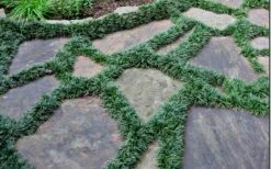 Dwarf Mondo Grass - 32 Pack Of 2.5" Pots -Wilson Bros Gardens Shop Picture Mondo Grass Dwarf 6 2