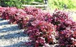 Blush Pink Nandina - 6 Pack Of 1 Gallon Pots -Wilson Bros Gardens Shop Picture Nandina Blush Pink Grouping 2