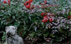 Harbor Belle Dwarf Nandina - 3 Gallon Pot -Wilson Bros Gardens Shop Picture Nandina Harbor Belle 1 2