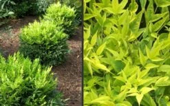 Lemon Lime Nandina - 1 Gallon Pot -Wilson Bros Gardens Shop Picture Nandina Lemon Lime 2 2
