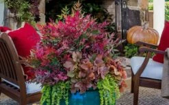 Obsession Nandina - 2.5 Quart Pot -Wilson Bros Gardens Shop Picture Nandina Obsession 2