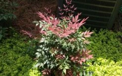 Obsession Nandina - 2.5 Quart Pot -Wilson Bros Gardens Shop Picture NandinaObsession 4 2