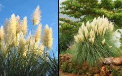 White Pampas Grass - 3 Gallon Pot -Wilson Bros Gardens Shop Picture Pampas Grass White 2