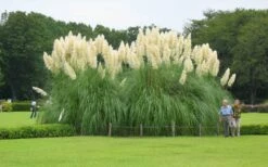 White Pampas Grass - 1 Gallon Pot -Wilson Bros Gardens Shop Picture Pampas Grass White 3 1