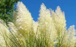 White Pampas Grass - 3 Gallon Pot -Wilson Bros Gardens Shop Picture Pampas Grass White 4