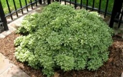 Variegated Pittosporum (Japanese Mock Orange) - 3 Gallon Pot -Wilson Bros Gardens Shop Picture Pittosporum Variegated Shrub 1