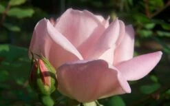 The Georgia Peach Shrub Rose - 1 Gallon Pot -Wilson Bros Gardens Shop Picture Rose Georgia Peach 2