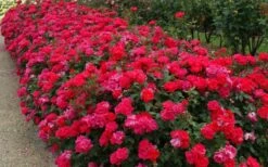 Original Red Knock Out Rose - 1 Gallon Pot -Wilson Bros Gardens Shop Picture Rose Knock Out Red 5 1