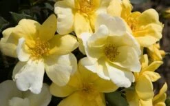 Sunny Yellow Knock Out Rose - 3 Gallon Pot -Wilson Bros Gardens Shop Picture Rose Knock Out Sunny 1 2