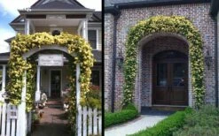 Lady Banks Yellow Rose - 2 Gallon Pot -Wilson Bros Gardens Shop Picture Rose Lady Banks Entry Arch 3