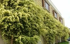 Lady Banks Yellow Rose - 1 Gallon Pot 18 Lady Banks Yellow Rose - 1 Gallon Pot -Wilson Bros Gardens Shop Picture Rose Lady Banks Trellis