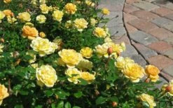 Sunrosa Yellow Dwarf Shrub Rose - 1 Gallon Pot -Wilson Bros Gardens Shop Picture Rose Sunrosa Yellow
