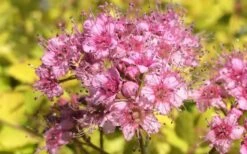 Gold Mound Spirea - 3 Gallon Pot -Wilson Bros Gardens Shop Picture Spirea Gold Mound Flower Closeup