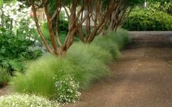 Pony Tails Mexican Feather Grass - Stipa Tennuissima - 1 Gallon Pot -Wilson Bros Gardens Shop Picture Stipa Tenuissima 10 2