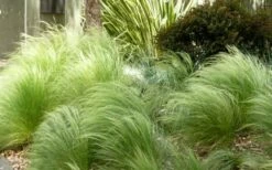 Pony Tails Mexican Feather Grass (Stipa Tennuissima) - 3 Pack Of Quart Pots -Wilson Bros Gardens Shop Picture Stipa Tenuissima 7 1