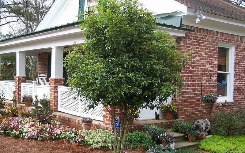 Fragrant White Tea Olive - 3 Gallon Pot 6 Fragrant White Tea Olive - 3 Gallon Pot - Image 6