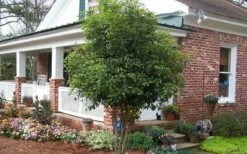 Fragrant White Tea Olive - 5 Pack Of Quart Pots -Wilson Bros Gardens Shop Picture Tea Olive Tree